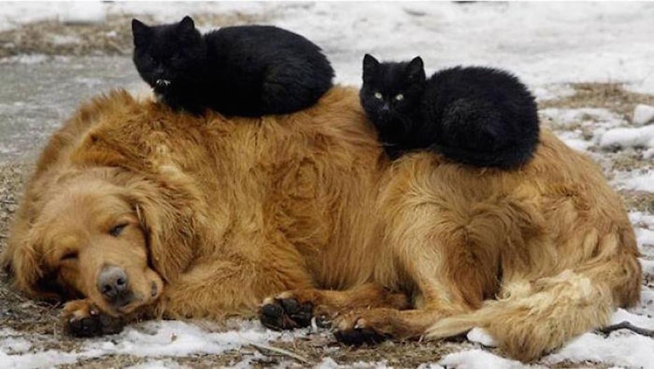 2-black-cats.jpg