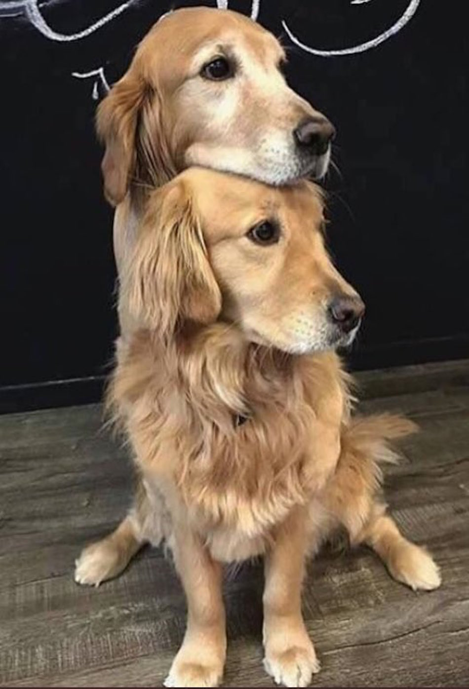 2-headed.jpg