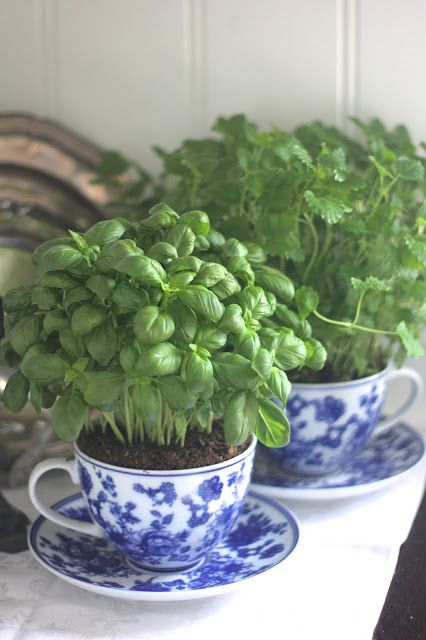2.-Teacup-Herbs.jpg