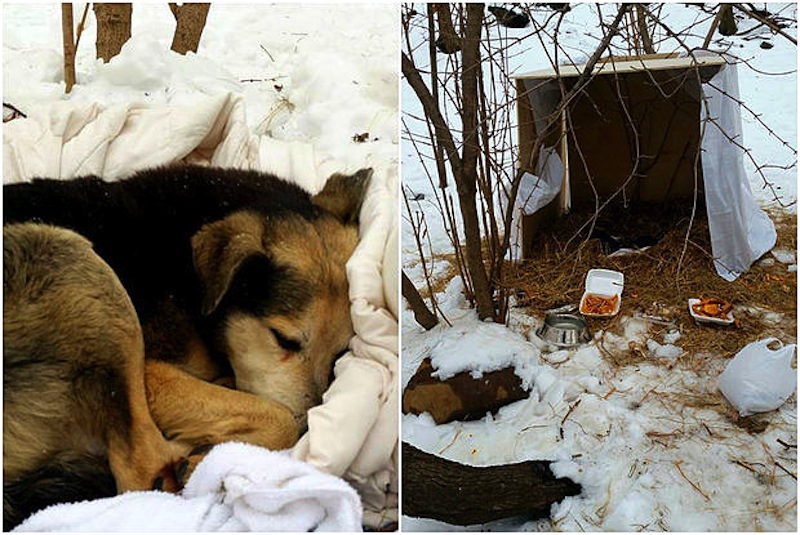 2.19.15-Woman-Sleeps-in-NYC-Park-to-Save-Senior-Feral-Dog4.jpg