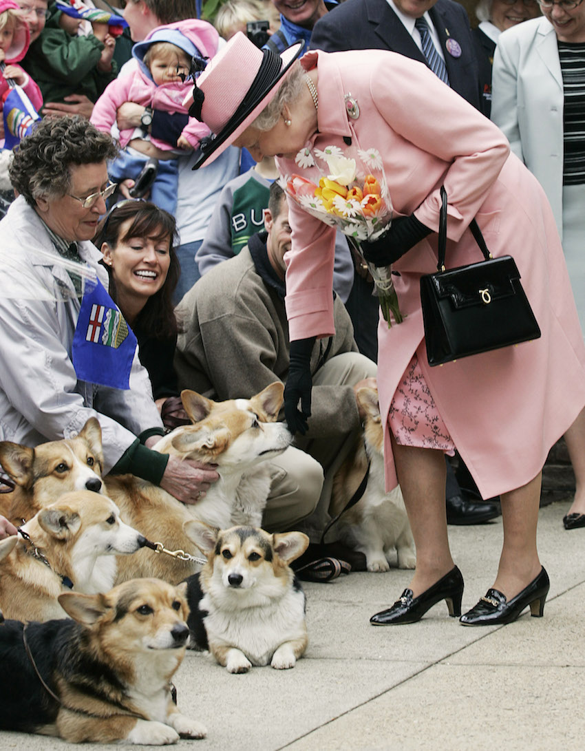 Queen Elizabeth stops to pet sveral corgi dogs while visiting the Alberta Legislature.