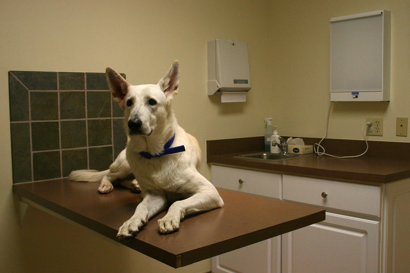 2008-12-01_White_GSD_at_the_vet.jpg