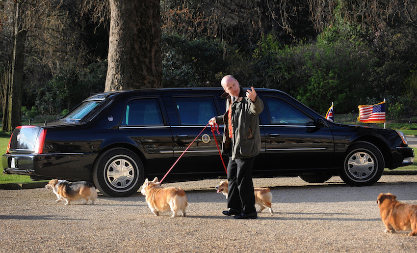 Corgis belonging to Britain's Queen Elizabeth pass US President Obama's car on the grounds of Buckingham Palace in London