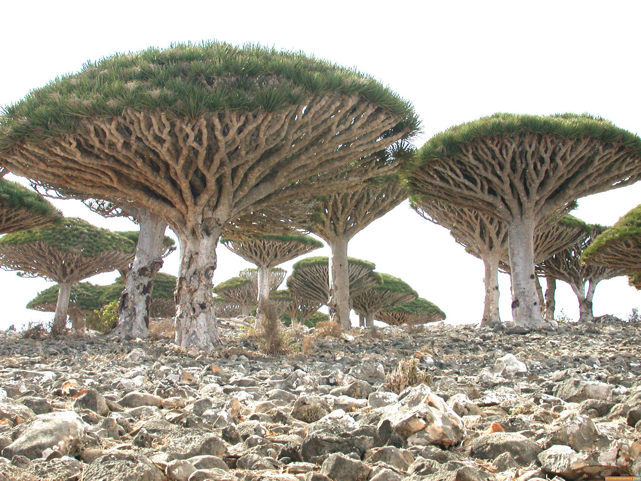 2010-09-20_interesting_trees_wallpaper.jpg