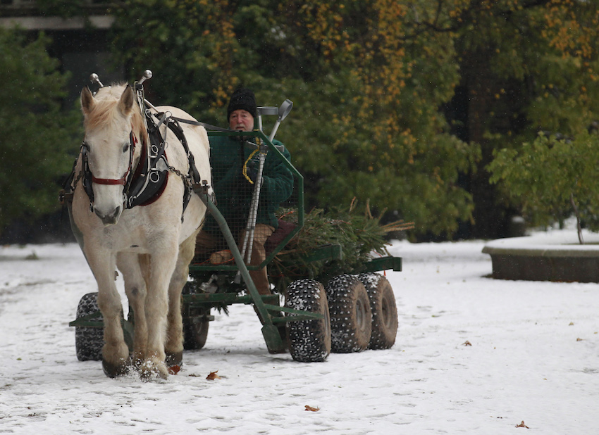 A Pecheron mare trots through the snow as it delivers a Christmas tree to Britain's Prince Charles London