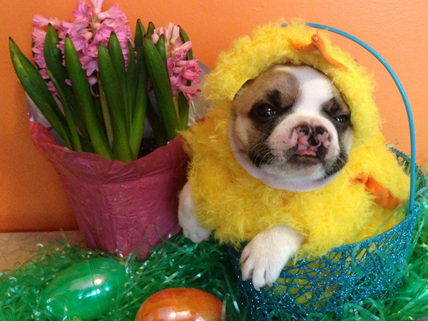 20130401-lentil-cleft-palate-french-bulldog-2.jpg