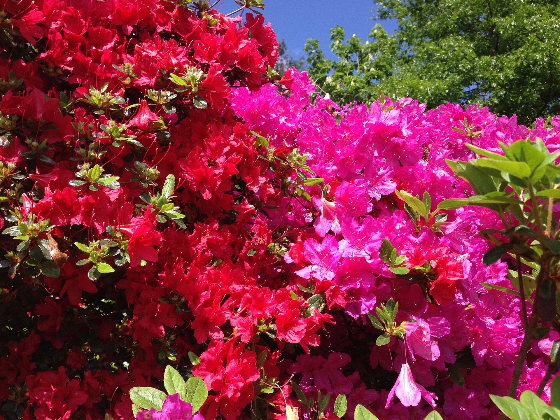 2014-05-17_10_24_50_Pink-purple-flowered_and_red-flowered_Azaleas_in_front_of_an_old_house_on_Spruce_Street_Mercer_County_Ro.jpg
