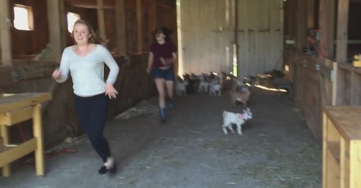 2015 Running Of The Goats - Funny Video