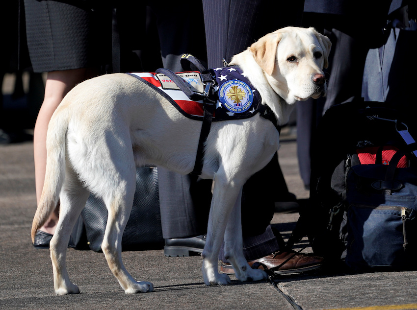 Bush's dog Sully is seen during a departure ceremony at Ellington Field in Houston