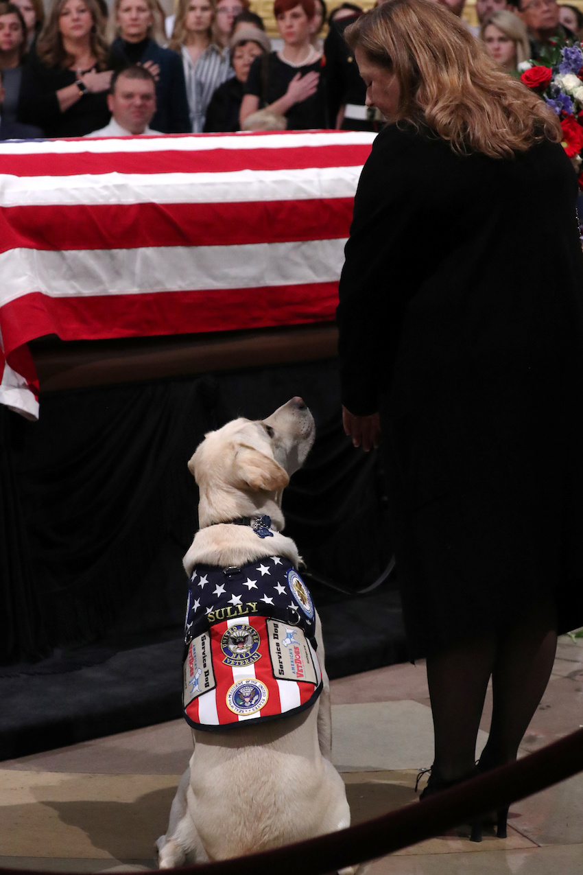 Former U.S. President Bush's service dog Sully looks up as Bush's body lies in state in the Rotunda at the U.S. Capitol in Washington