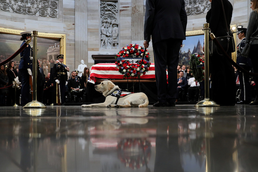 Former U.S. President Bush's service dog Sully looks on as Bush's body lies in state in the Rotunda at the U.S. Capitol in Washington