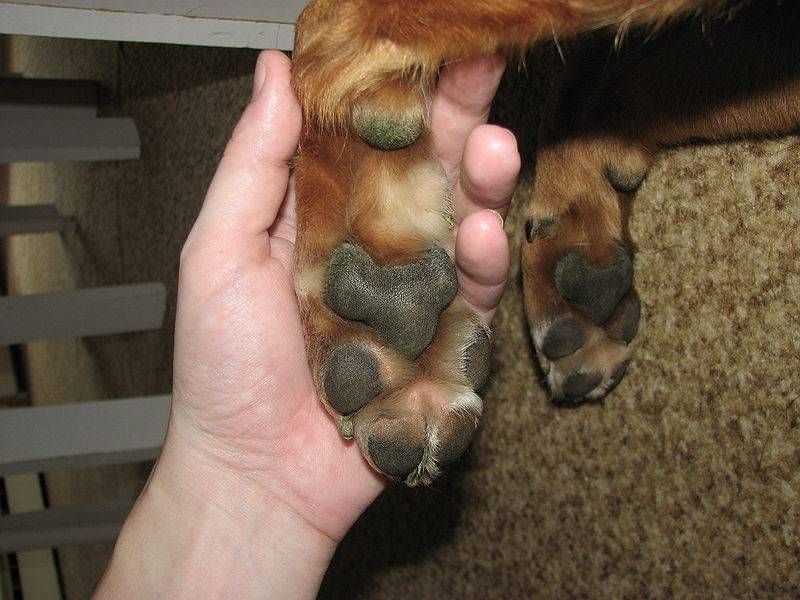 2166807_com_dog_paws.jpg