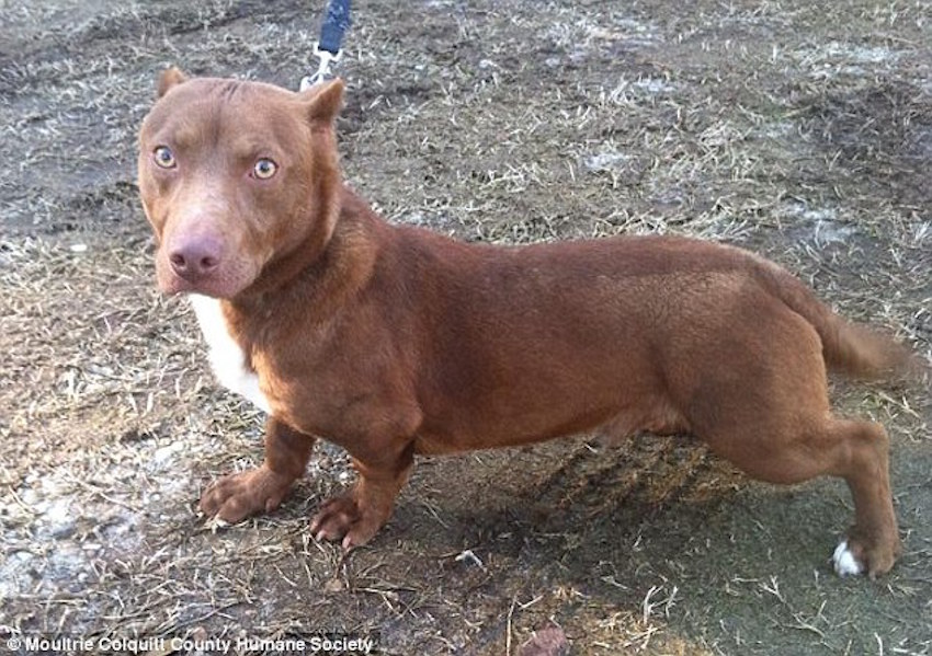 252E8ADA00000578-2932758-Moultrie_Colquitt_County_Humane_Society_in_Georgia_is_accepting_-a-1_1422621610450.jpg