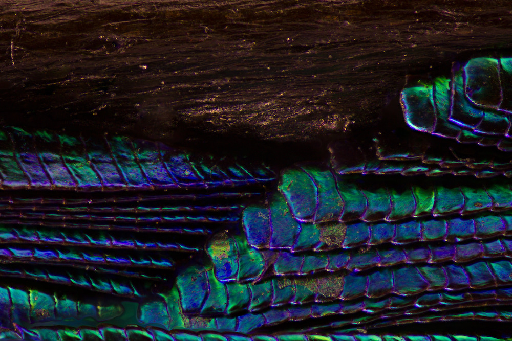 25549909624_c8d6787f6b_h.jpg