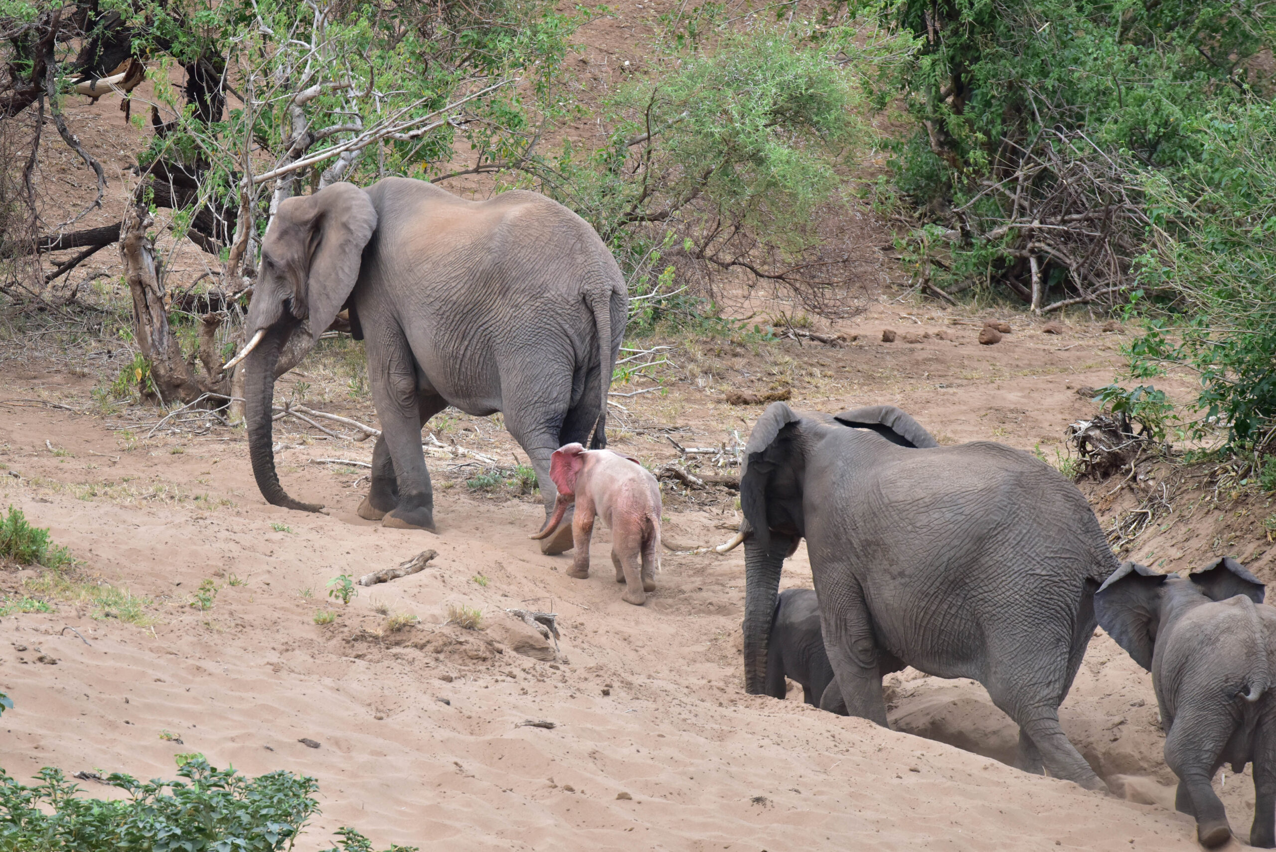 Pink Elephant