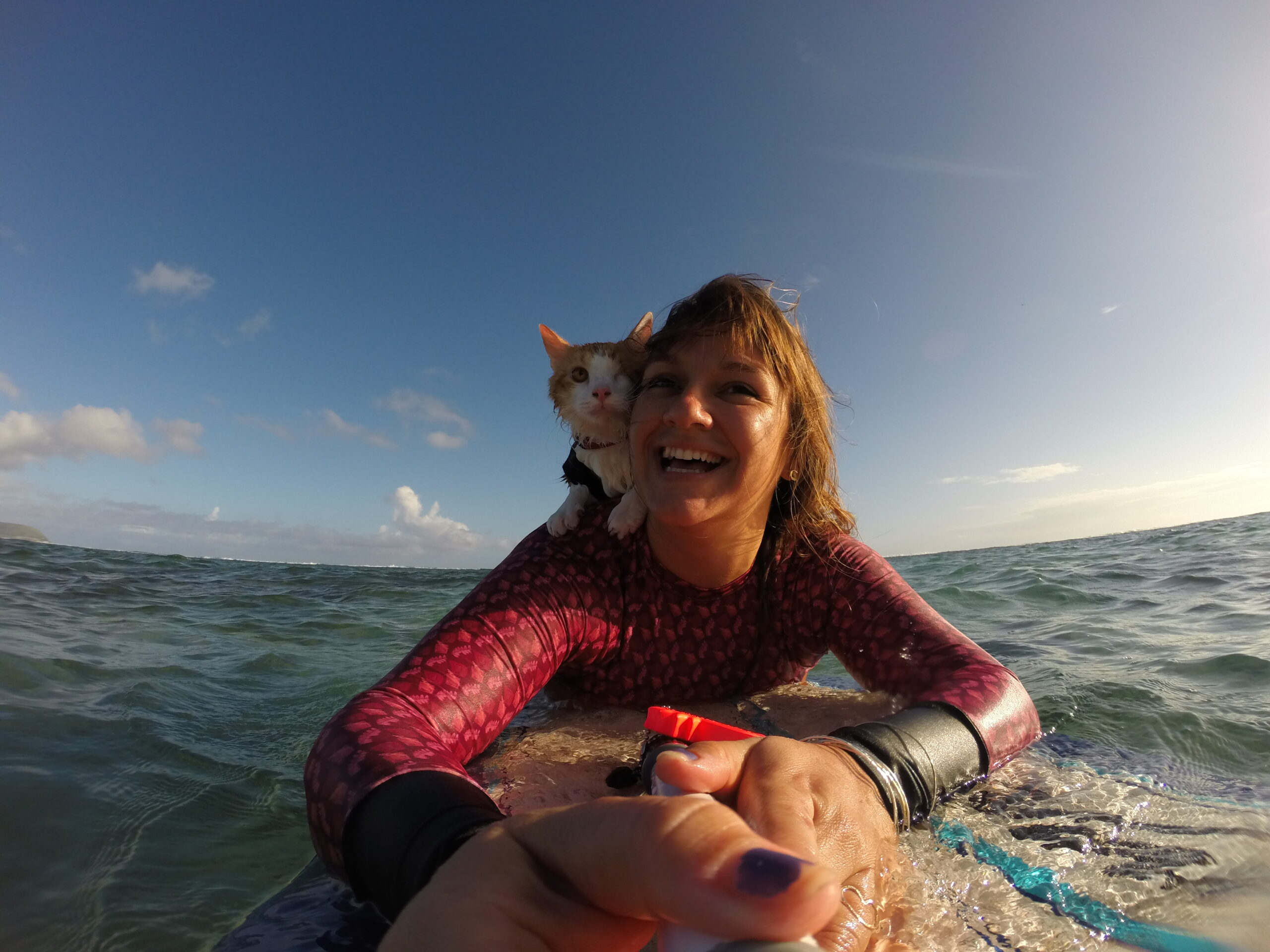 Surfing cat