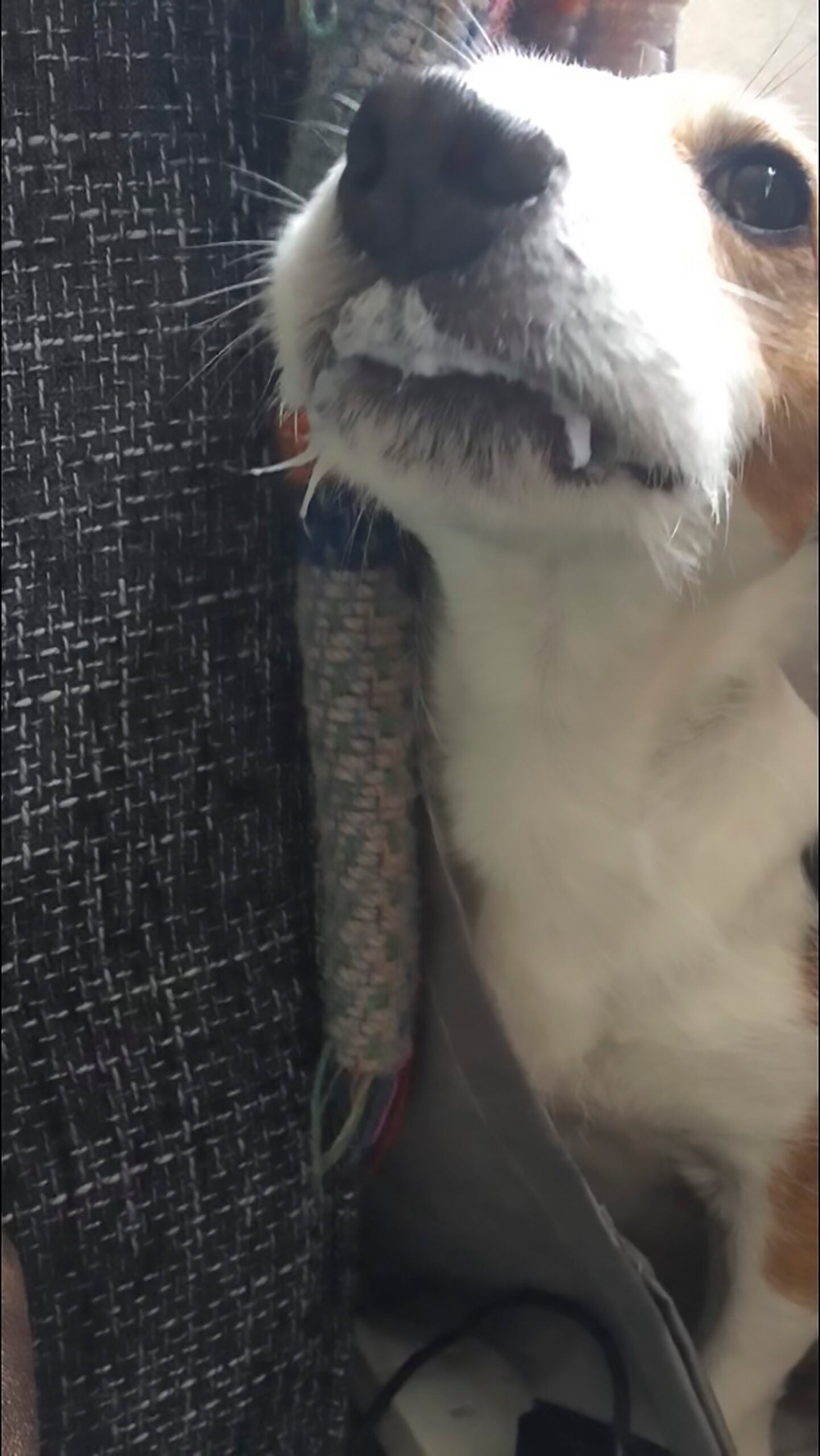 DOG MOUTH GLUED