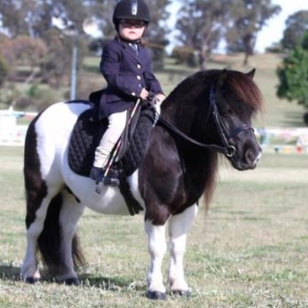 2pony.jpg