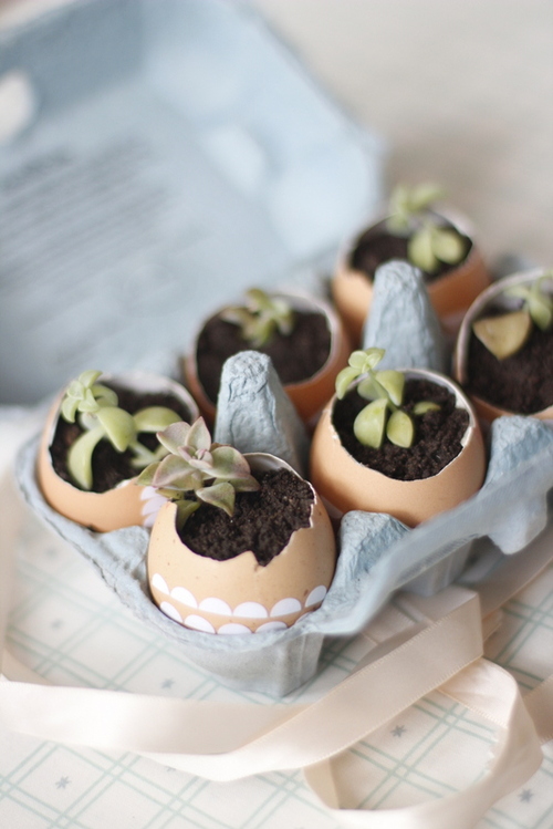 3.-Eggshell-Succulents.jpg