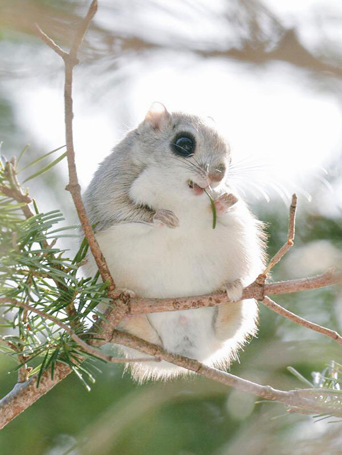 3.-Ezo-Momonga.jpg