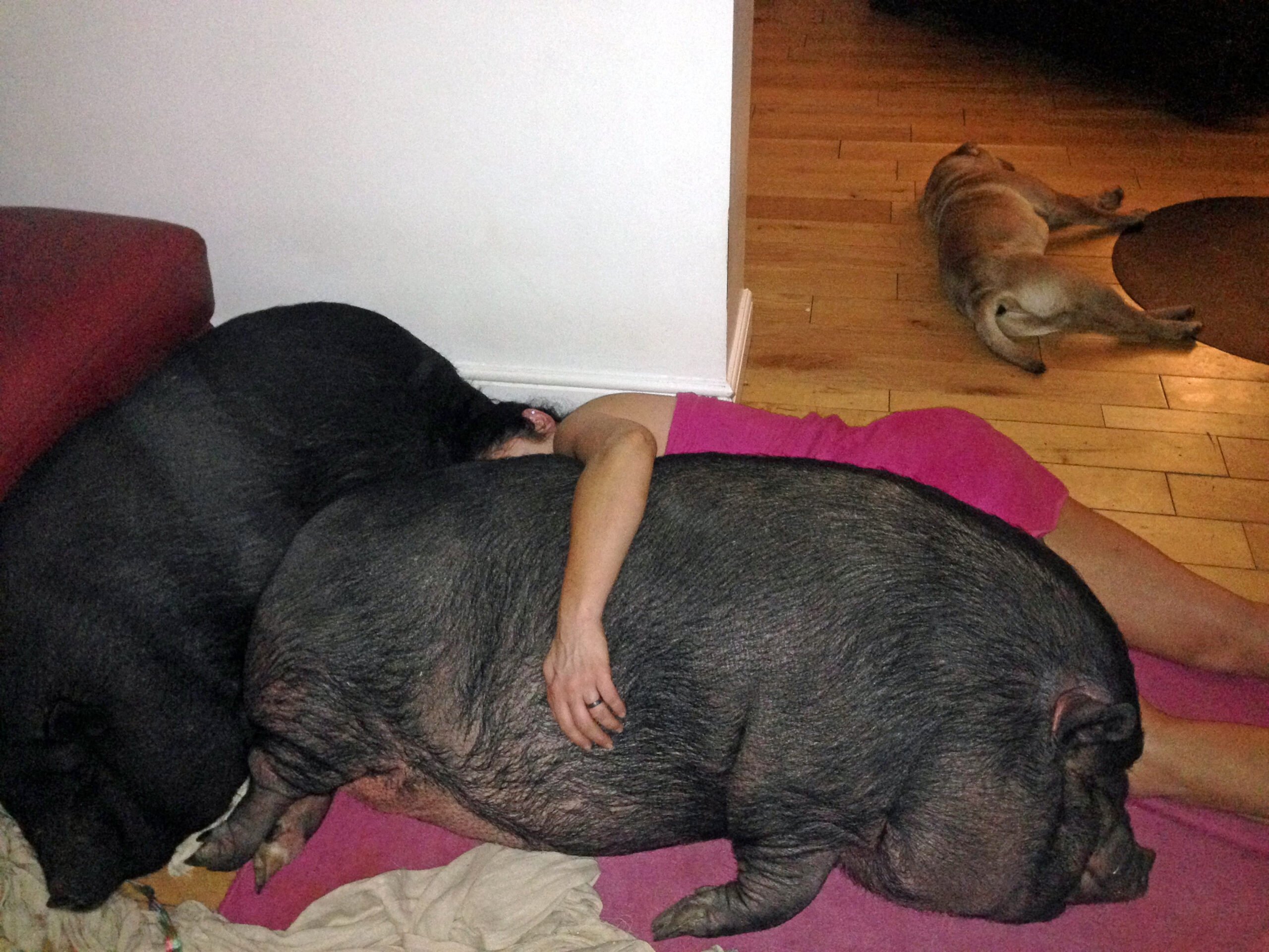 WOMAN LIVES WITH PIGS