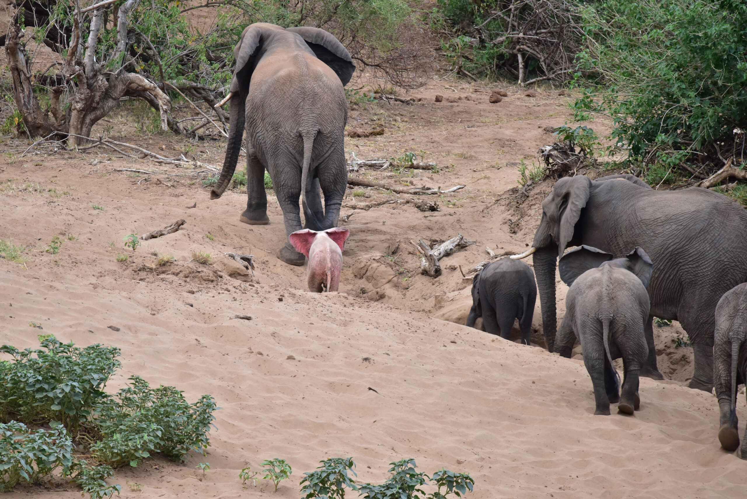 Pink Elephant