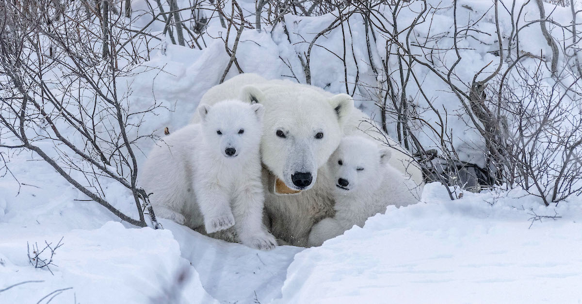 Polar Bear Cubs Emerge From Den