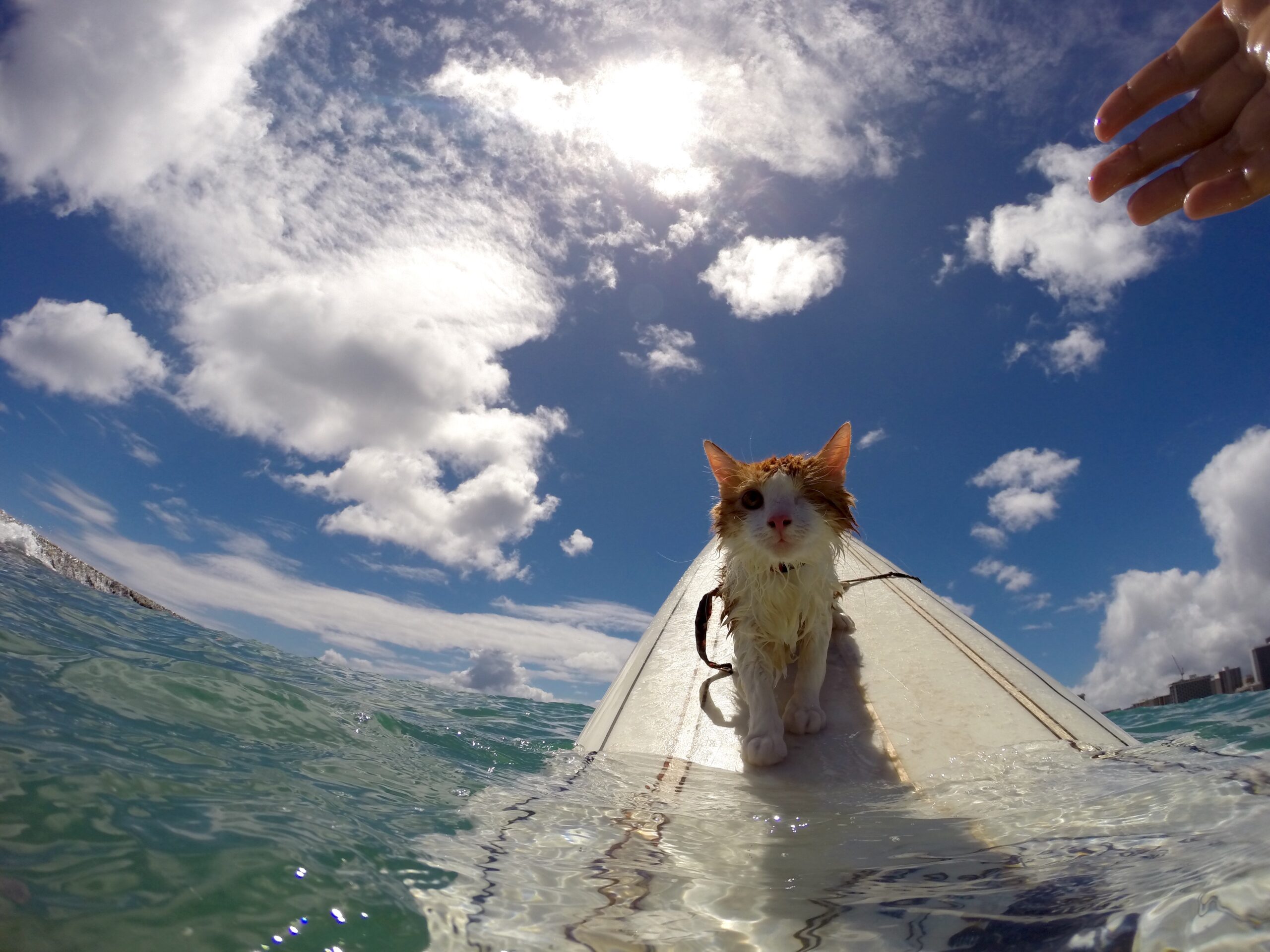 Surfing cat