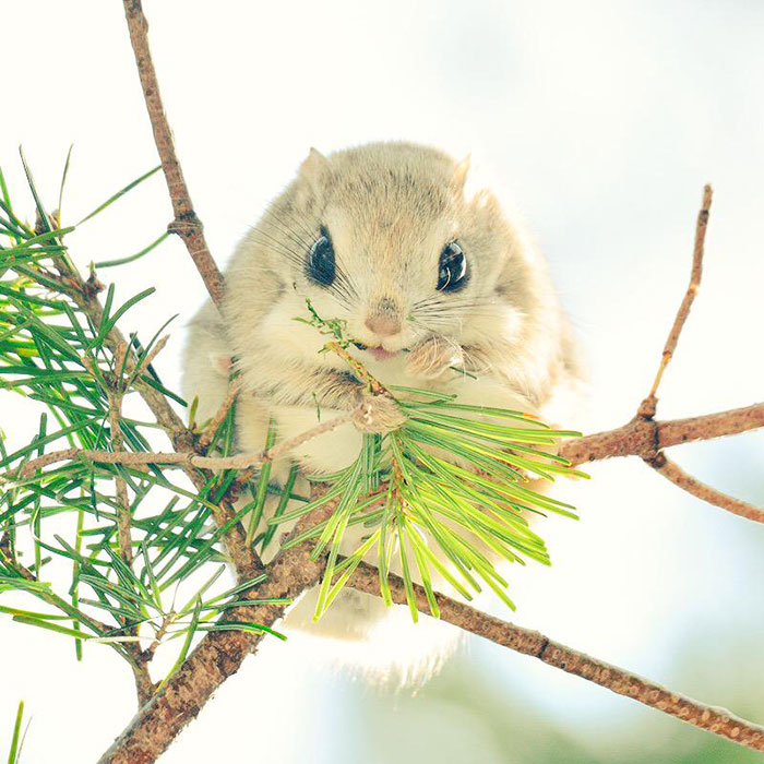 4.-Ezo-Momonga2.jpg