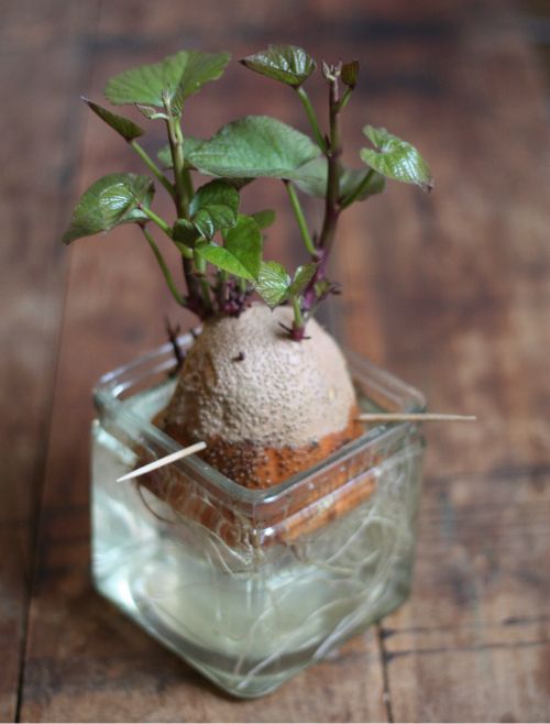 4.-Potatoes.jpg