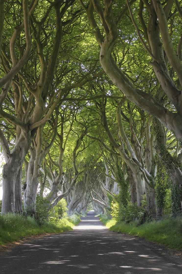 Magical woods of Dark Hedges