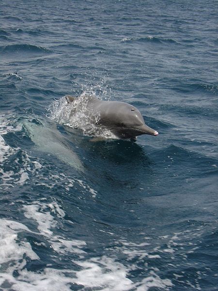 450px-Dolphin-Musandam.jpg