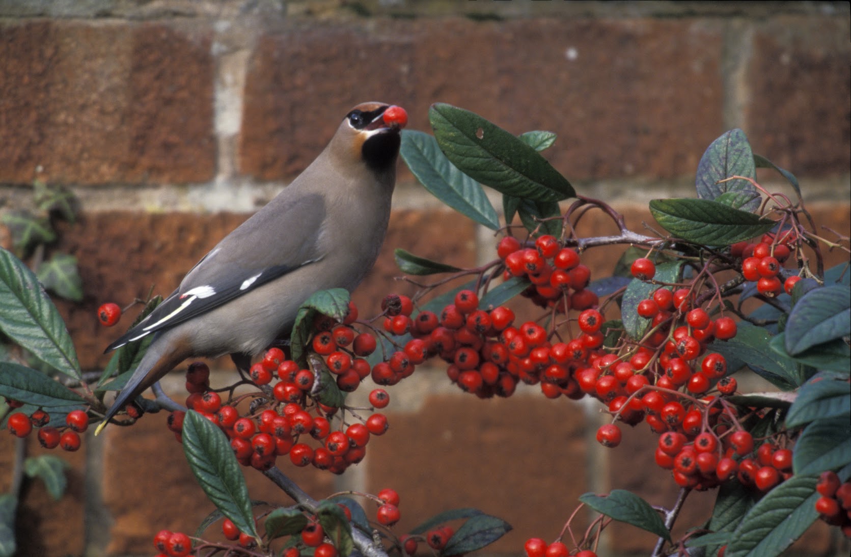 Waxwing, Bombycilla garrulus