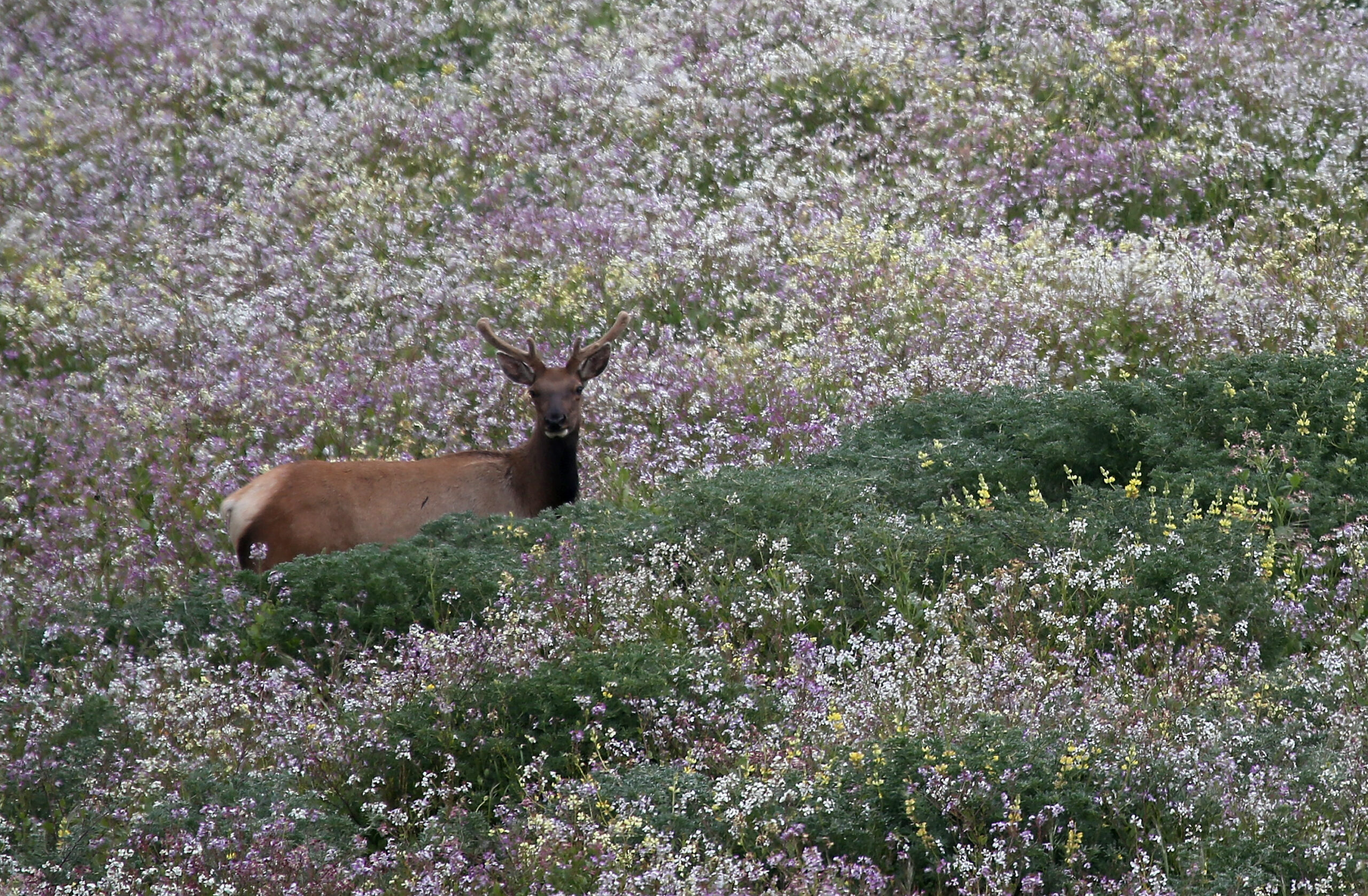 Bay Area Tule Elk Herd Threatened By California Drought