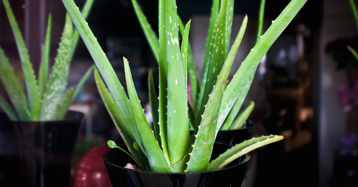 Aloe