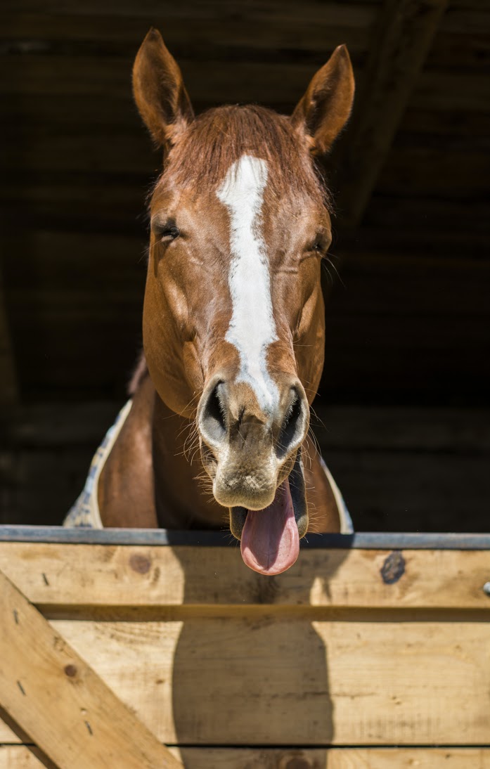 Horse sticking out his tongue