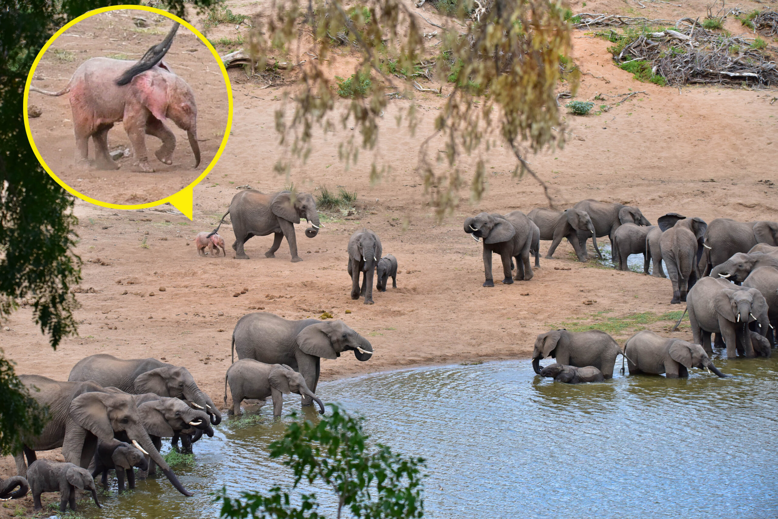 Pink Elephant