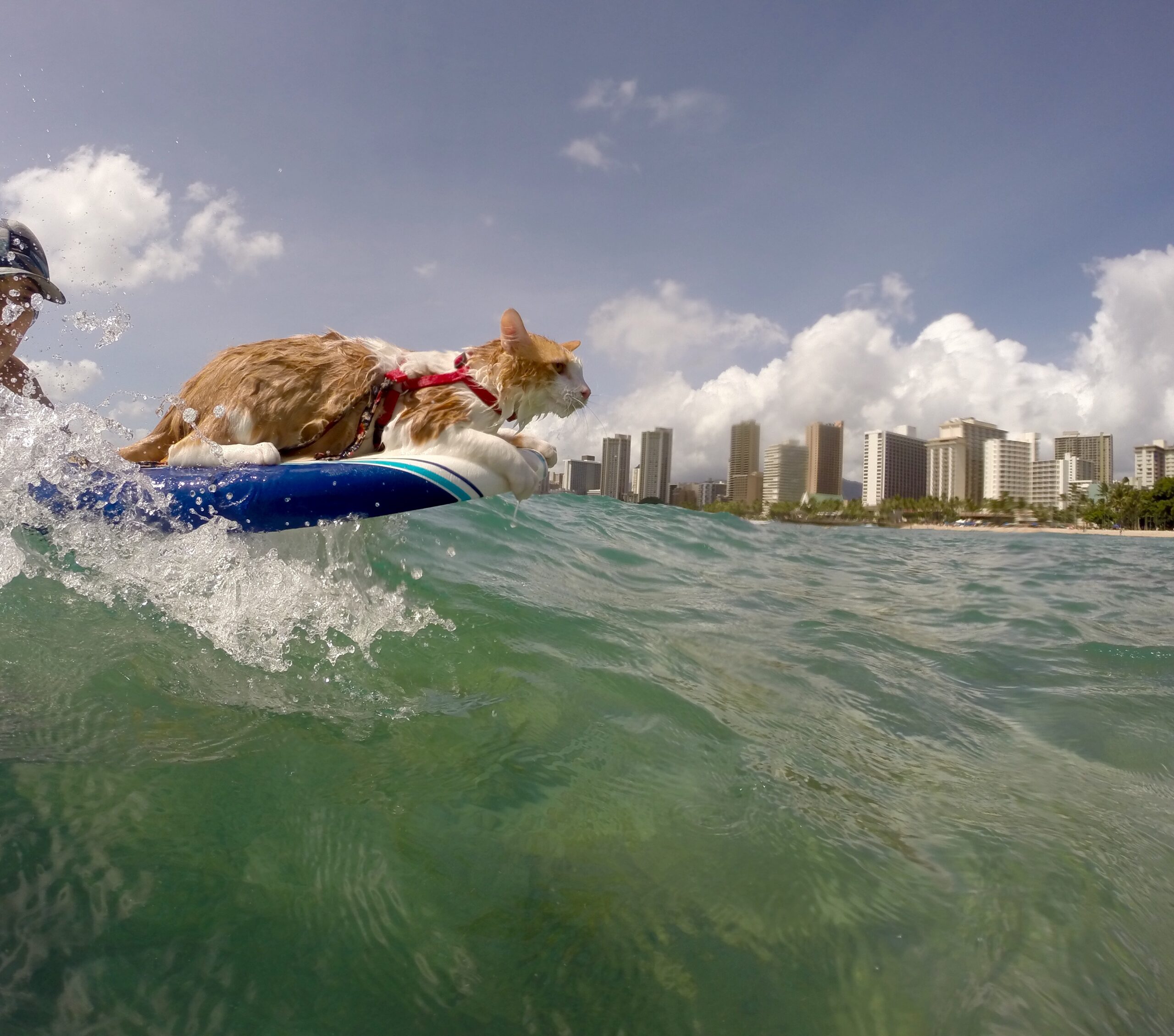 Surfing cat