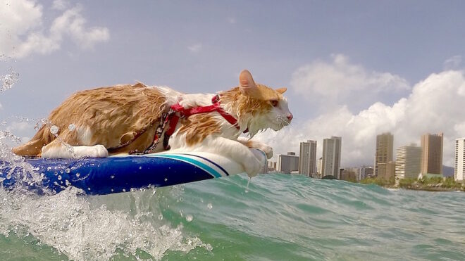 Surfing cat