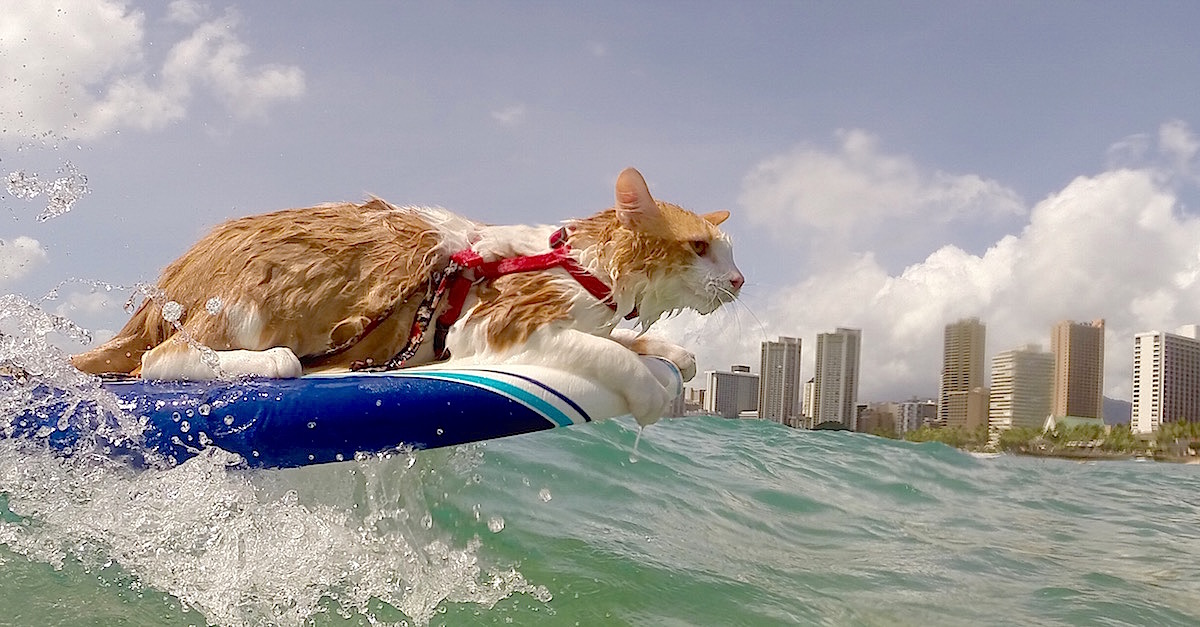 Surfing cat