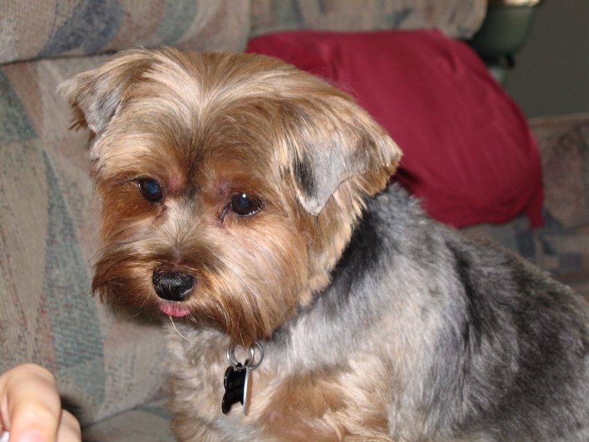 4_year_old_Yorkie_Leo.jpg