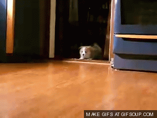 5-little-welsh-corgi-pembroke-o.gif