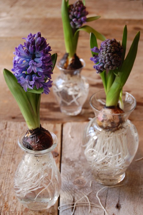 5.-Bulbs-In-Vases1.jpg