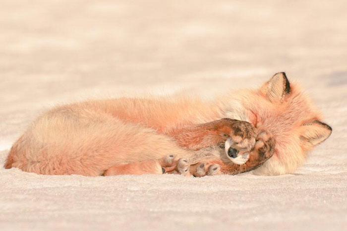 5.-Hokkaido-red-fox2.jpg