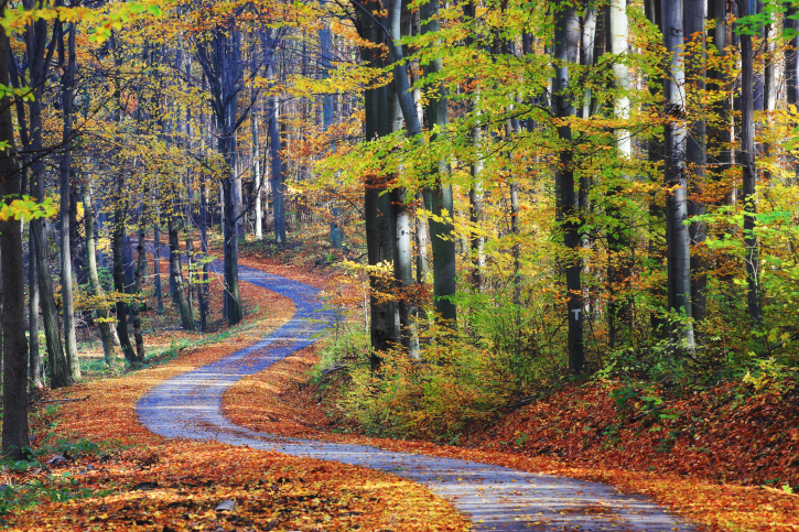 Footpath winding through colorful forest