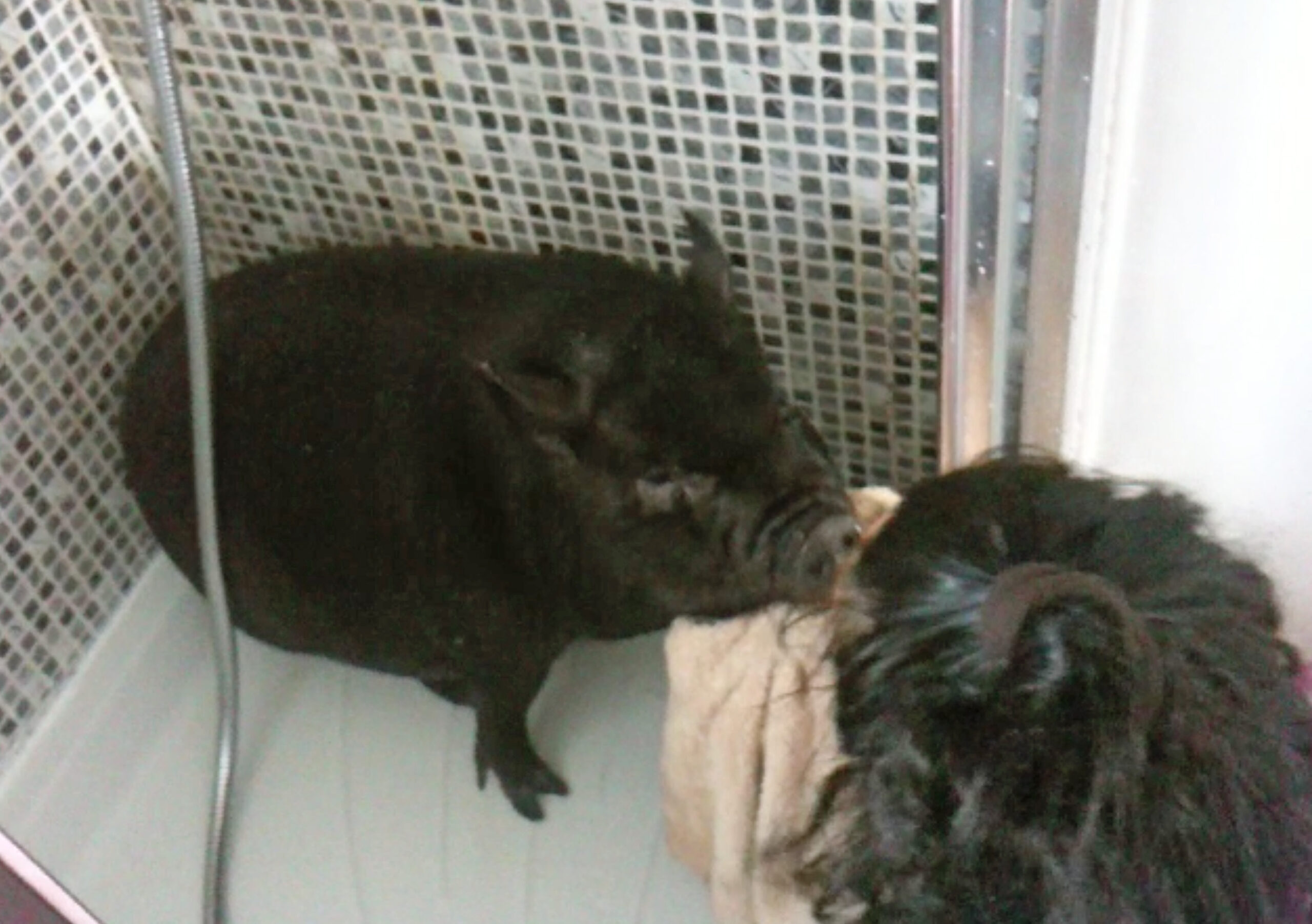 WOMAN LIVES WITH PIGS
