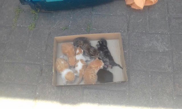 6-Kittens-Found-1.jpg 6-Kittens-Found-1.jpg