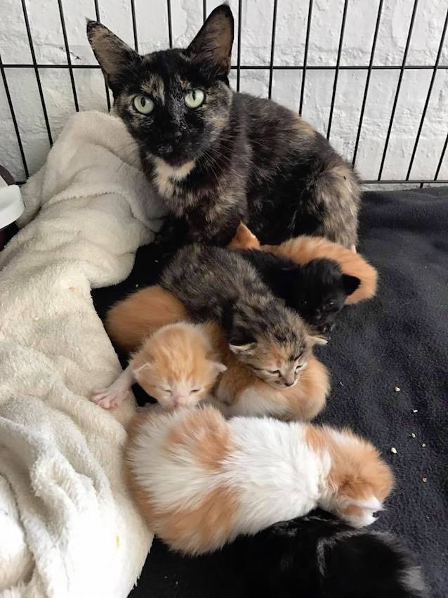 6-Kittens-Found-2.jpg