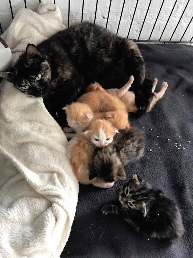 6-Kittens-Found-3.jpg