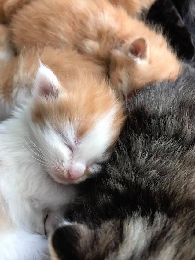6-Kittens-Found-5.jpg